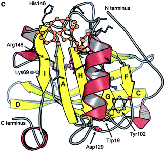 β-Lactoglobulin | SpringerLink